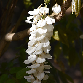 Plant Photo 10