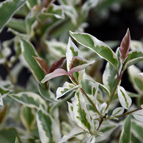 Plant Photo 5