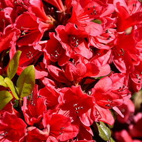 Plant Photo 6