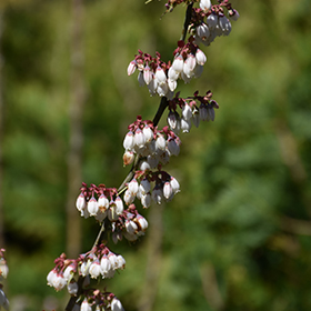 Plant Photo 2