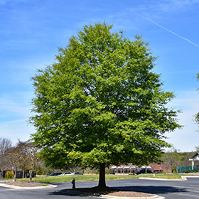 Shade Tree Photo