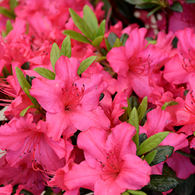 Plant Photo 6