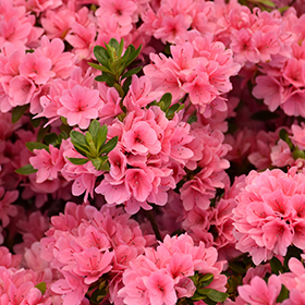 Rhododendron and Azalea Photo