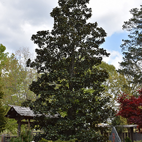 Plant Photo 8