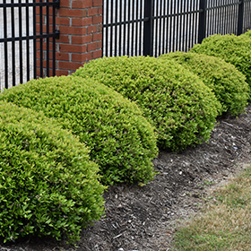 Hedge Shrub Photo