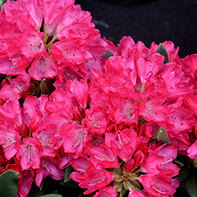 Broadleaf Evergreen Shrub Photo