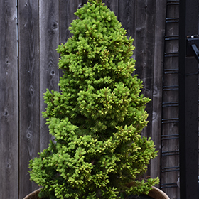 Dwarf Conifer Photo