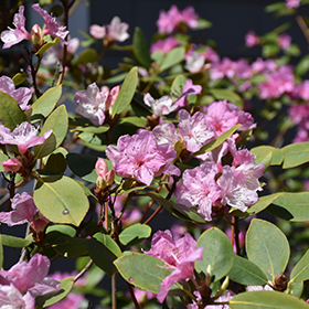 Plant Photo 5