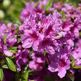 Plant Photo 5