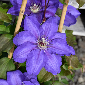 Plant Photo 9