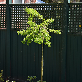 Patio Tree Photo