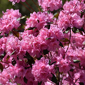 Plant Photo 8