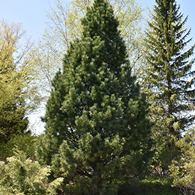 Coniferous Tree Photo