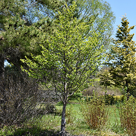 Plant Photo 7