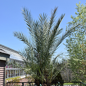 Palm and Cycad Photo