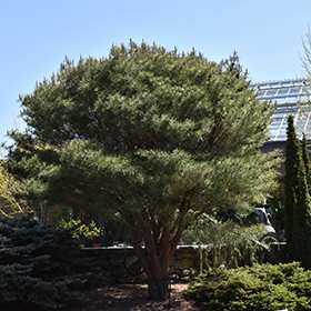 Coniferous Tree Photo