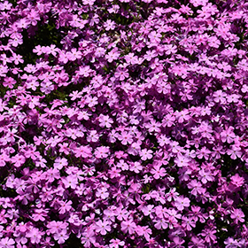 Ground Cover Photo
