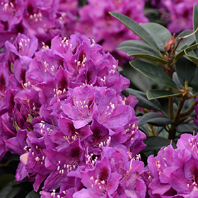 Rhododendron and Azalea Photo