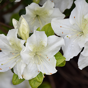 Plant Photo 9