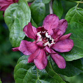 Plant Photo 10