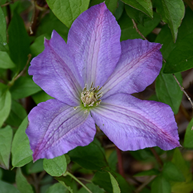 Plant Photo 1