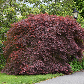 Japanese Maple Photo