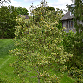 Plant Photo 3