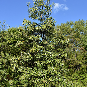 Plant Photo 2