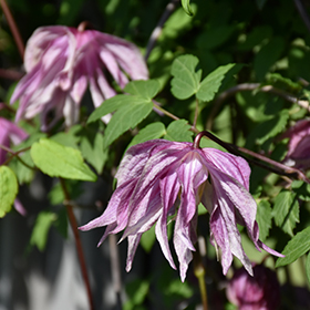 Plant Photo 1