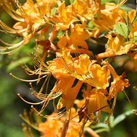 Plant Photo 9