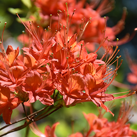 Rhododendron and Azalea Photo