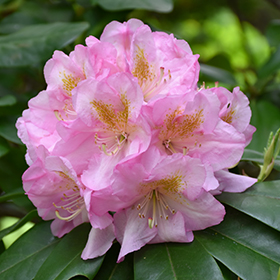 Rhododendron and Azalea Photo