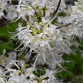 Plant Photo 10