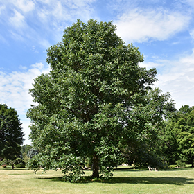 Deciduous Tree Photo