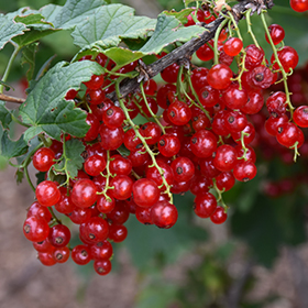 Small Fruit, Nut and Berry Photo