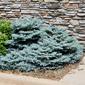 Dwarf Conifer Photo