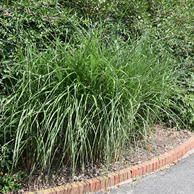Plant Photo 10