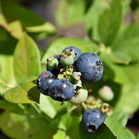 Small Fruit and Berry Photo