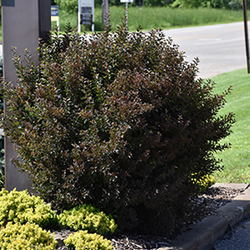 Shrub Photo