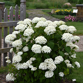 Deciduous Shrub Photo