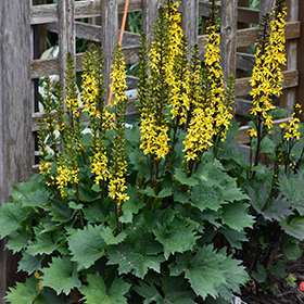 Shade-Tolerant Perennial Photo