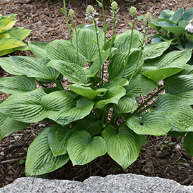 Plant Photo 9
