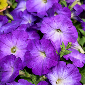 Bedding Plant Photo