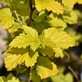 Deciduous Shrub Photo