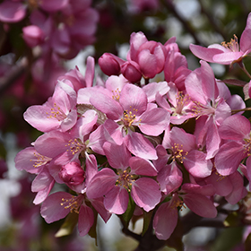 Flowering Tree Photo