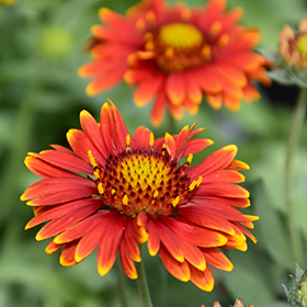 Sun-Loving Perennial Photo