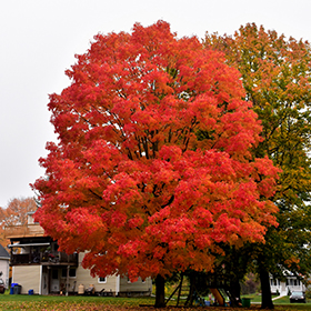 Deciduous Tree Photo