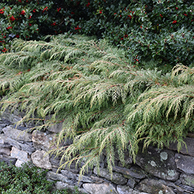 Evergreen Shrub Photo