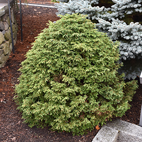 Dwarf Conifer Photo