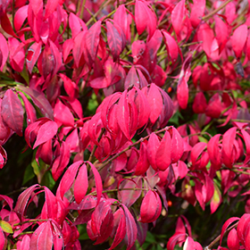 Plant Photo 5
